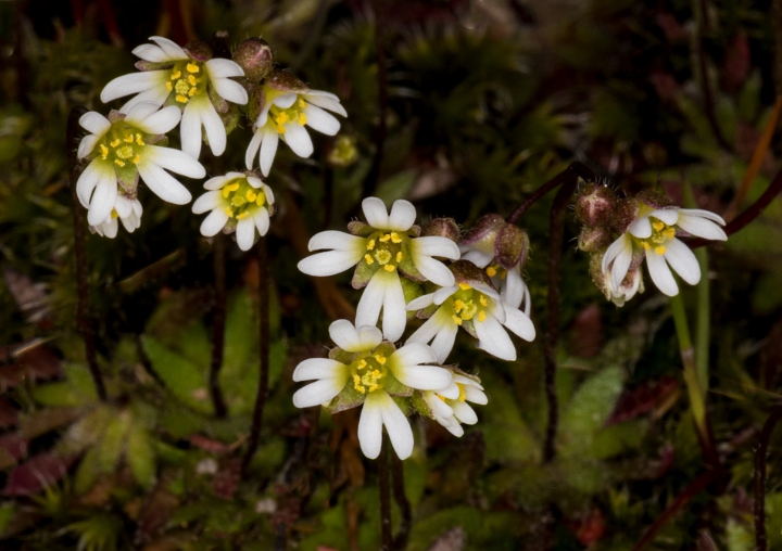 Draba Verna 17-2702.jpg